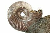 Iridescent, Pyritized Ammonite (Quenstedticeras) Fossil Display #344276-1